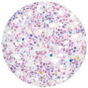 Rock Star (Los Angeles collection)